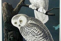 Owl Window